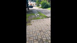 Muddy dog gets excited in puddle in Krasnodar, Russia