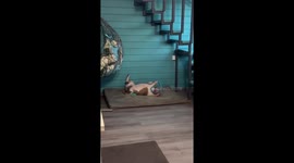 Playful pup’s brief tangle under the stairs in Moscow, Russia