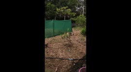French bulldogs defend garden from cobra in Ban Fang, Khon Kaen Province, Thailand