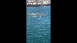 Pod of dolphins leap from water at port in Peru