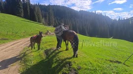 Tourist slips to the ground while trying to mount a horse