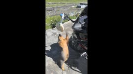 Marmot tries desperately to grab snack hanging from motorcycle