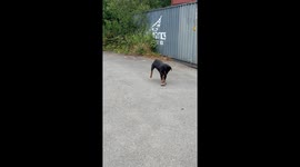 Rottweiler Skateboards on Rock