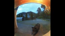 Barking Dog Defends Front Door From Alaskan Brown Bear