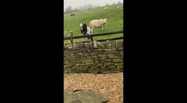 Cheeky goat outwits the fence and escapes the field with a perfect jump