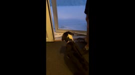 Puppy steps into snow for the first time and reacts with caution and curiosity