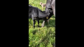 Determined calf tries to get milk from male pony in comedic animal mix-up moment