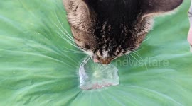Cat delicately drinks from leaf in Anhui, China