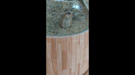 Groundhog makes silly face behind glass in Fujian, China