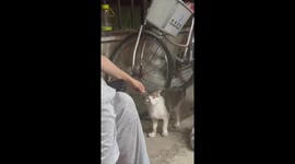 Dull Cat with Eyes Squinting and Ears being pulled