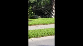 Alligator Emerges From Residential Bushes