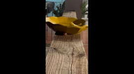 Little Coqui Frog Calling