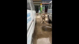 Playful dog chases owner around vehicle in Yunnan, China