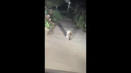 Cats embrace in the middle of the road in Hebei, China