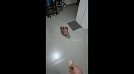 Training My Cat to Be a Hunter