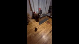 Hen startles pack of dogs indoors in Roxboro, North Carolina