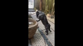 Cat uses paw to drink from water pot in Shanghai, China