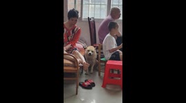 Terrified dog reacts to thunderstorm in Guangxi, China