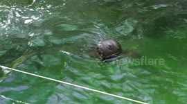 Austria: Baby Seal Makes First Splash At Vienna Zoo