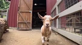 US: Three Tiny Goats Bring Joy And Playfulness To Oregon Zoo Family Farm