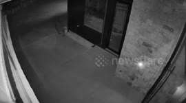 US: Bear Opens Door And Walks Into Colorado Home