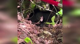 US: Huge Lizard Finally Captured After Nearly Two Weeks On The Loose