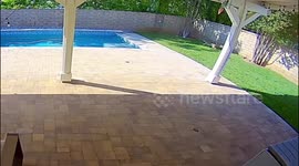 Indoor cat bravely confronts bobcat in Valencia, California