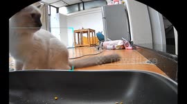 The Automatic Feeder Fright