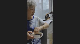 A Polite Cat