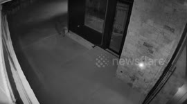 Wild bear casually opens door and walks into family's home