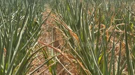 China: Farmers in Central China turn to smart irrigation to save autumn crops amid drought