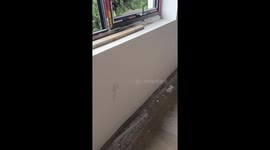 Mosquito does push-ups while clinging to wall