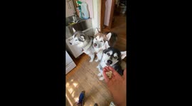 Synchronized Treat Temptation! Malamute Impulse Control Test: Sojou, Fish, Dotty