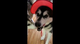 Dotty the Alaskan Malamute's Hat Rejection and Mama Sojou's Disapproval: Our Canine Fashion Critiques!