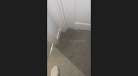 Woman tries to escape a spider that won't leave her alone