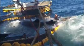 Vietnamese fishermen rescue 10-metre whale shark trapped in trawler net