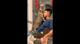Cat playfully reaches for snack in Chongqing, China