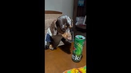 Dachshund fiercely protects beer can in Ribeirão Preto, Brazil