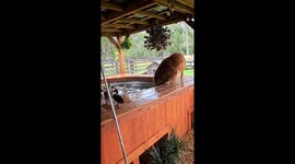 Toller happily joins duck pond, but ducks aren’t thrilled in Davie, Florida, USA