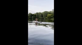 Paddleboarding Dachshund Takes A Plunge