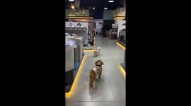 Poodle persistently barks at calm Shih Tzu in mall, Angeles, Pampanga