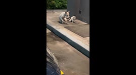 Unexpected dog and cat friendship in San Pablo, Laguna