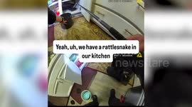 Officer Removes Rattlesnake Found Hiding in Kitchen Cabinet