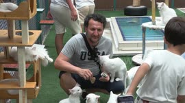 Türkiye's feline treasures steal spotlight on International Cat Day