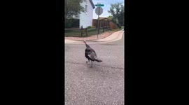 Turkey Chases Douglas County Deputies in Unusual Road Encounter