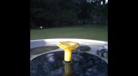 Cat Sneaks Drink From Birdbath