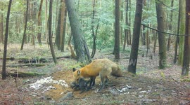 Fox Tries to Corral Kits into Den