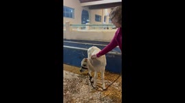 Cow Calf Kicks At Hugging Child