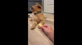 Puppy Unsure About Apple
