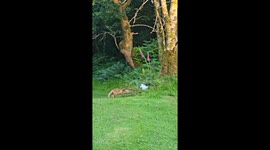 Fox and Cat Play Together